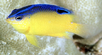  Pomacentrus simsiang (Blueback Damselfish)